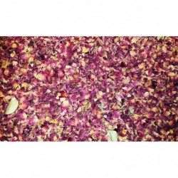 Rosen-Blütenblätter rot ganz